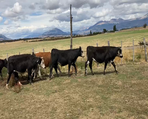 Lote 40 Novillo Engorda en Coyhaique, XI Región Aysén