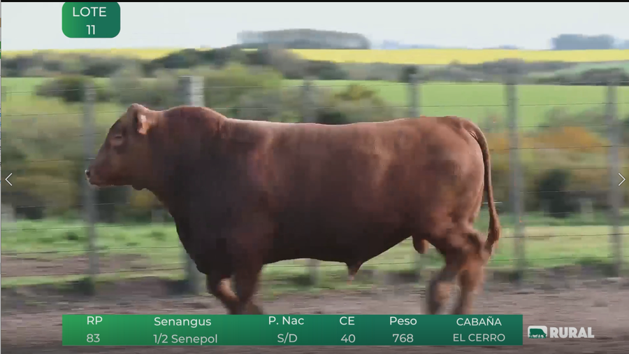 Lote Toros RP 93-103-83