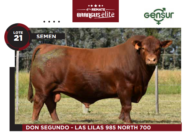 Lote Semen