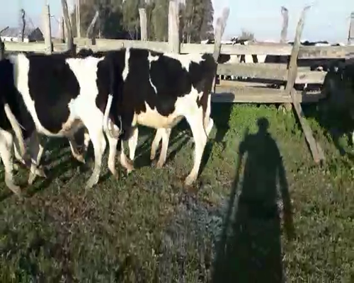 Lote 25 Novillos HOLANDO a remate en Pantalla Camy 220 - 240kg - , San José