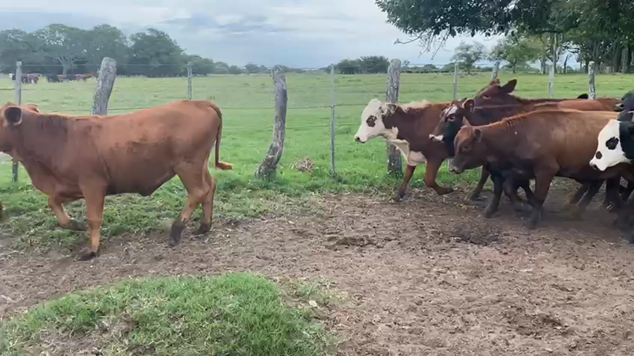 Lote 105 Terneras en Goya, Corrientes