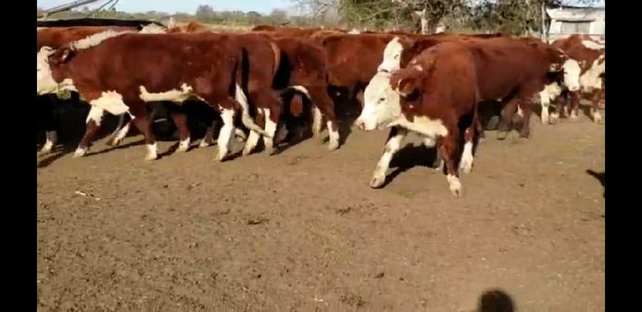 Lote 40 Novillitos en Villaguay, Entre Ríos