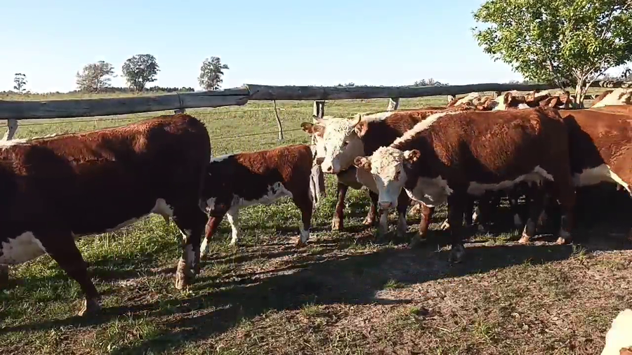 Lote 49 Vaquillonas C/ cria en San Jaime, Entre Ríos