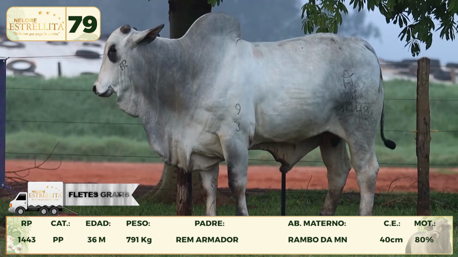 Lote LOTE 79