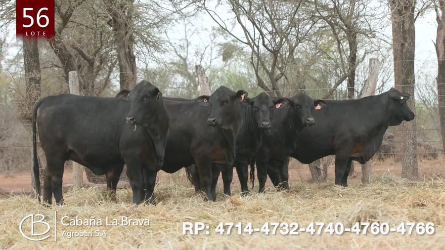 Lote Vaquillona preñada