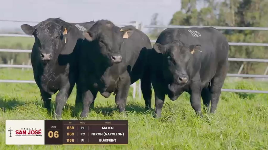 Lote Lote 06