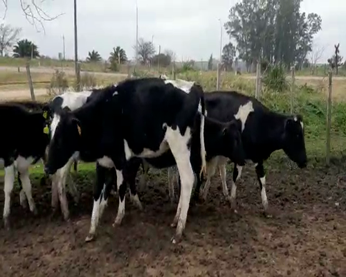 Lote 10 Terneros HOLANDO a remate en Pantalla Camy 150 - 180kg - , San José