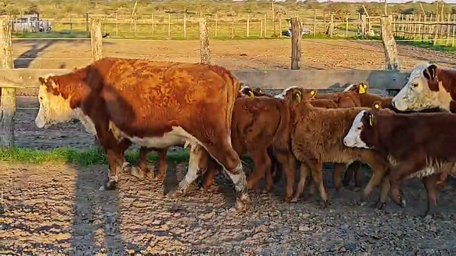 Lote 50 Vacas nuevas C/ cria