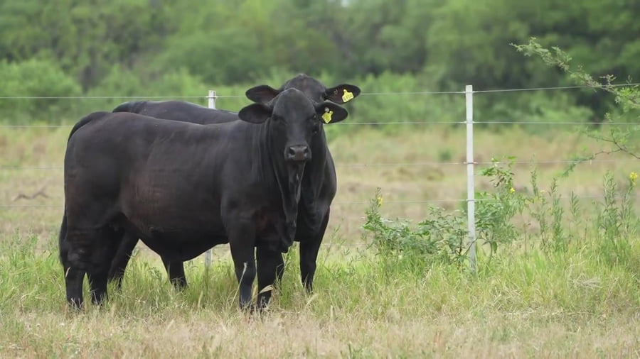 Lote Vaquillona con servicio