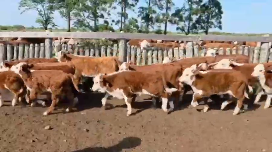 Lote 70 Terneros a término en Corrientes, Curuzu Cuatia