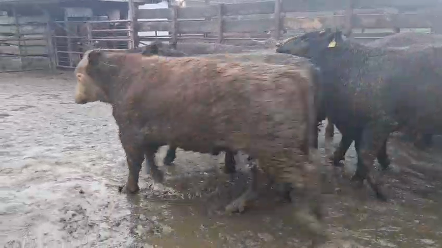 Lote 40 Novillo Gordo en Los Ángeles, VIII Región Biobío