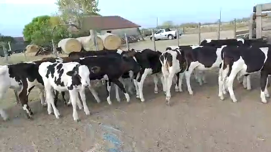 Lote 32 Terneros