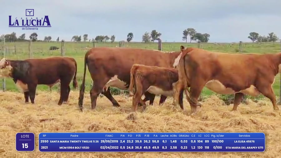 Lote VACAS PI PARIDAS Y PREÑADAS