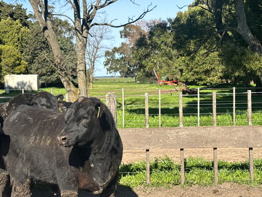 Lote TOROS PUROSCONTROLADOS SANTA MARTA
