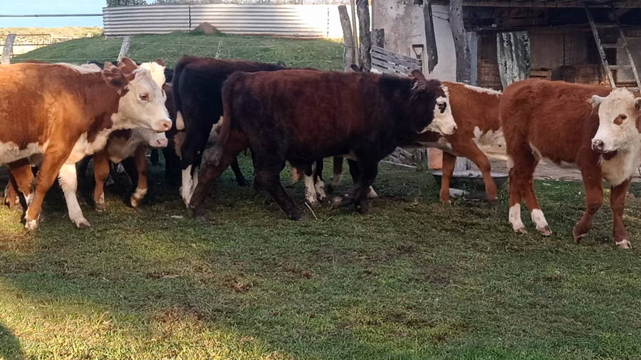 Lote 25 Terneros/as en Corrientes, Curuzu Cuatia