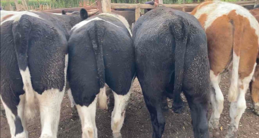 Lote 12 Novillo Gordo en María Pinto, Región Metropolitana