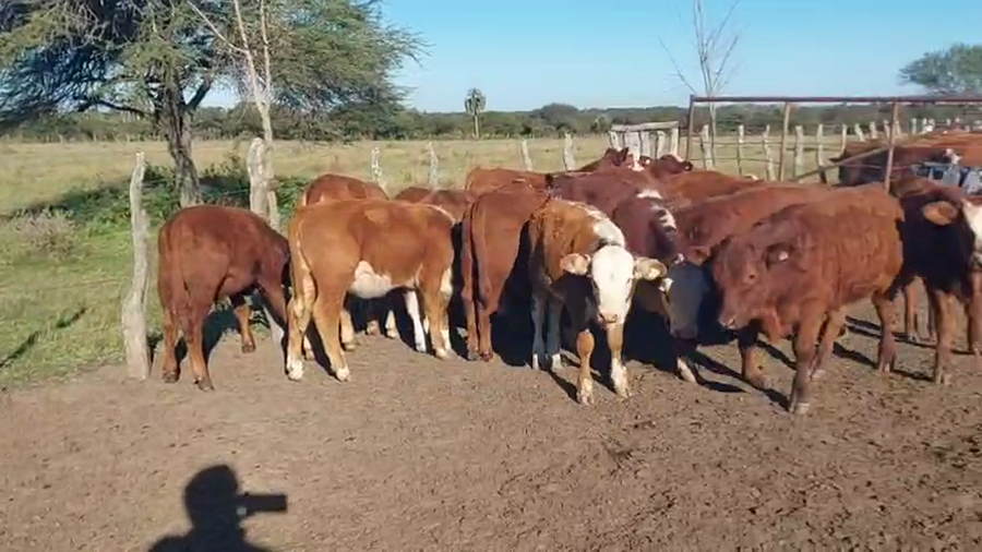 Lote 58 Terneros/as