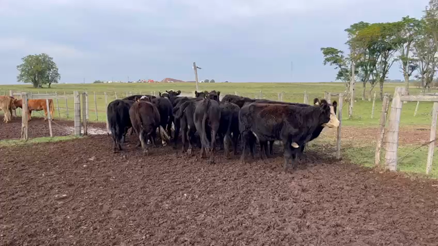 Lote VIENTRES PREÑADOS