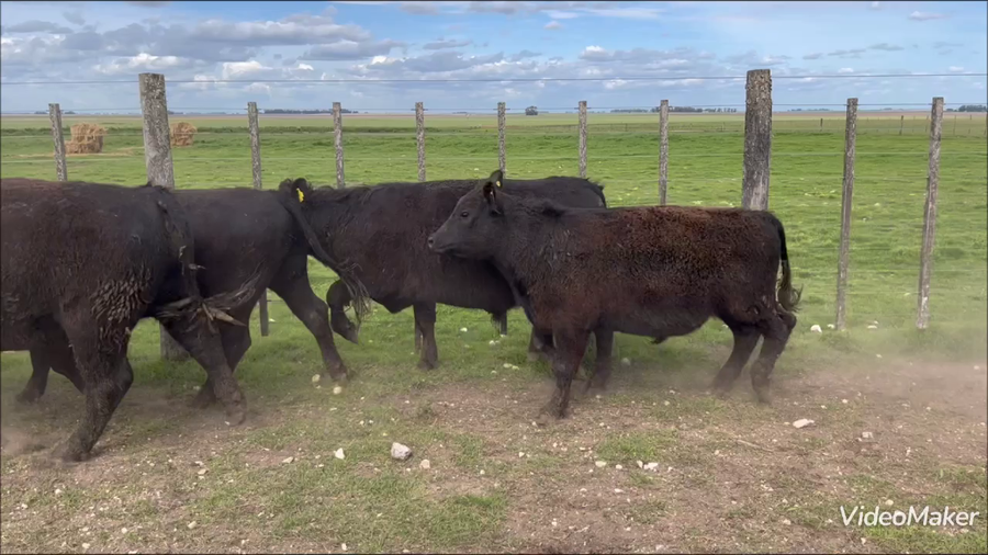 Lote 81 Novillitos en A. Gonzales Chaves