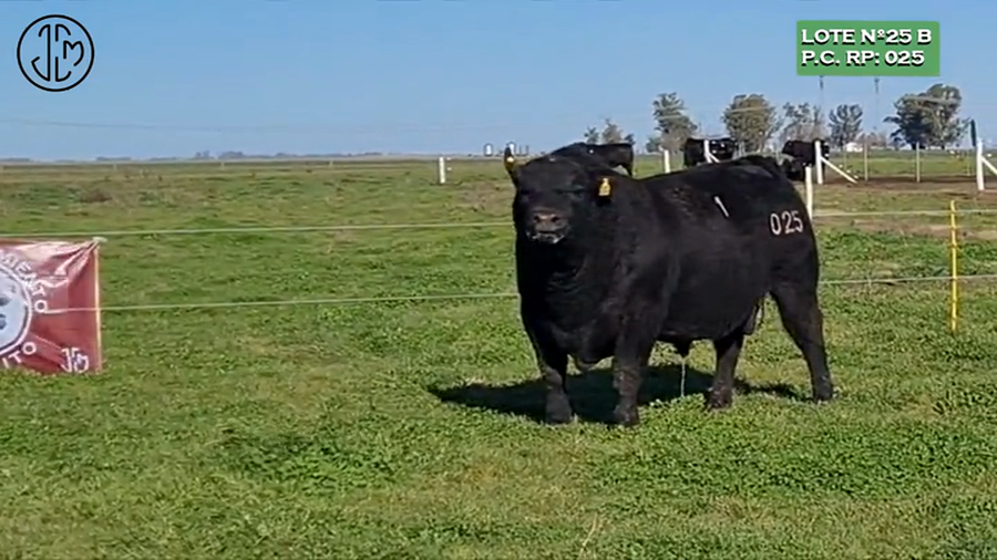 Lote Establecimiento Juancito - De Juan Carlos Mayoral TOROS PUROS CONTROLADOS