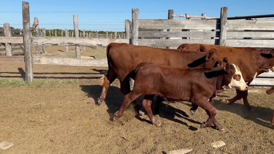 Lote 38 Terneros