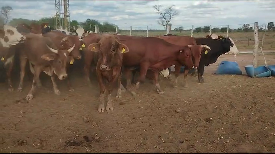 Lote 50 Vaquillonas en Tintina, Santiago del Estero