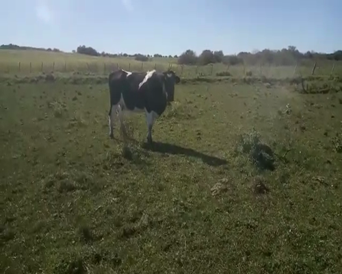 Lote 2 Vacas de Invernada HOLANDO a remate en Pantalla Aniversario 580kg - , San José