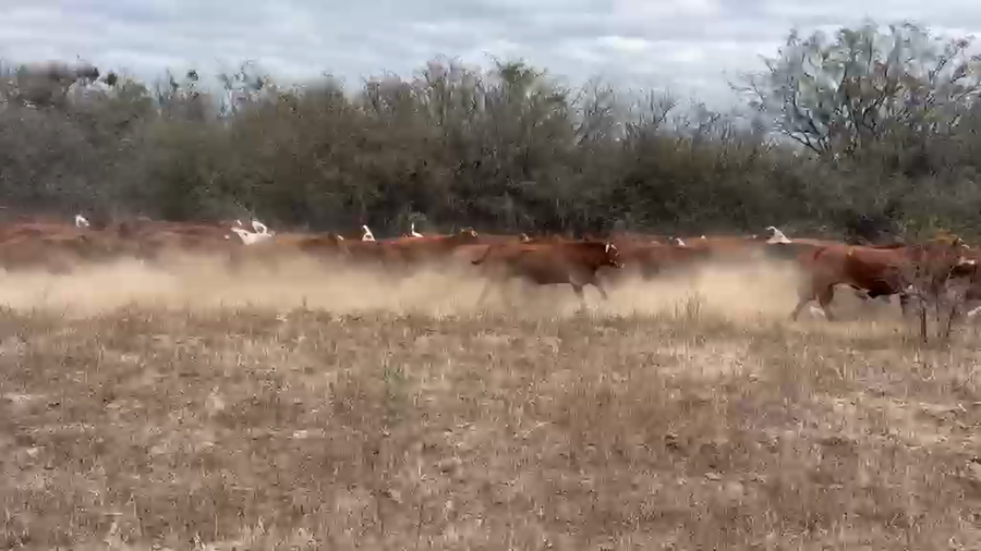 Lote 35 Vacas de invernar