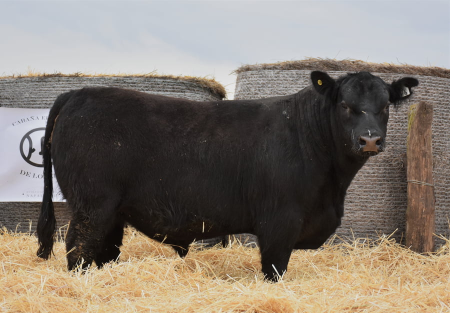 Lote TOROS PC