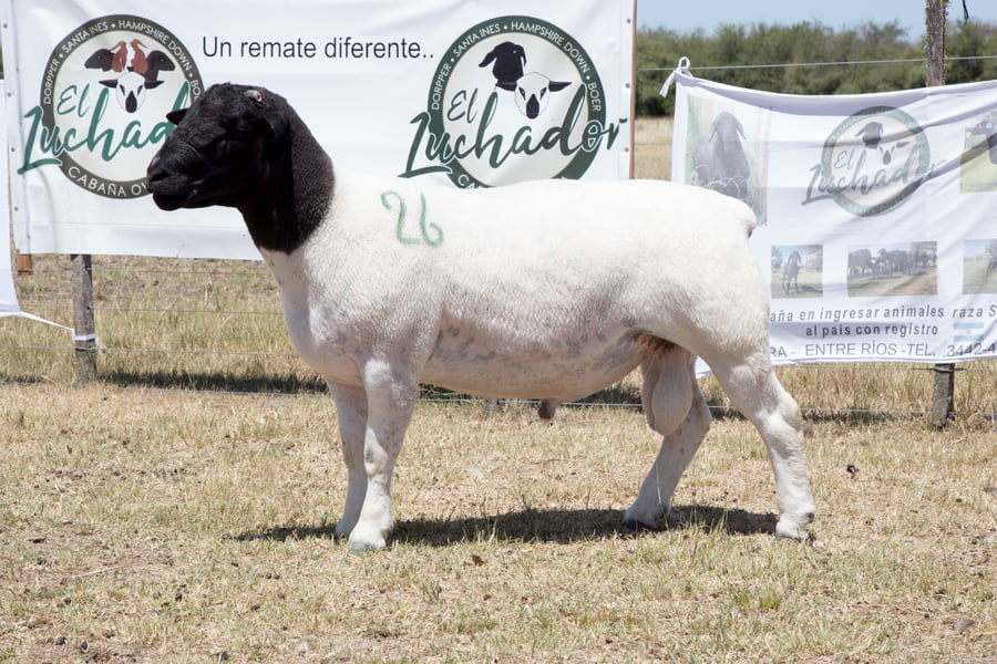 Lote OVINO DORPER MACHO PPC