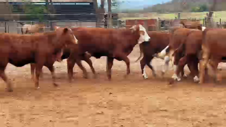 Lote 70 Terneras