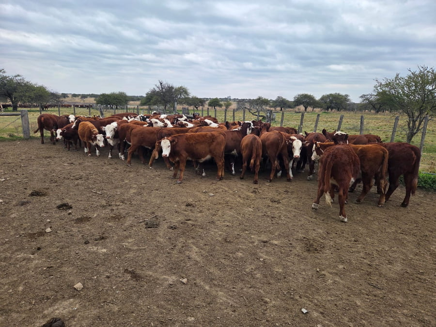 Lote 110 Terneras