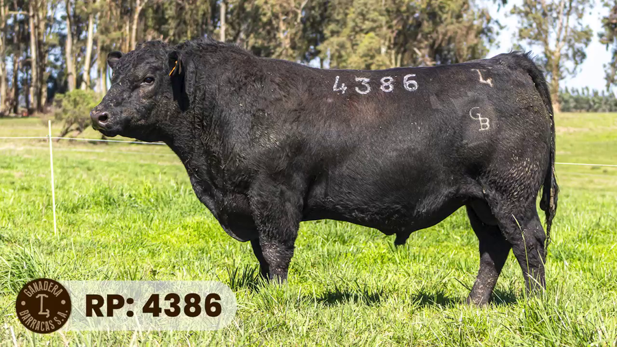 Lote RP 4386
