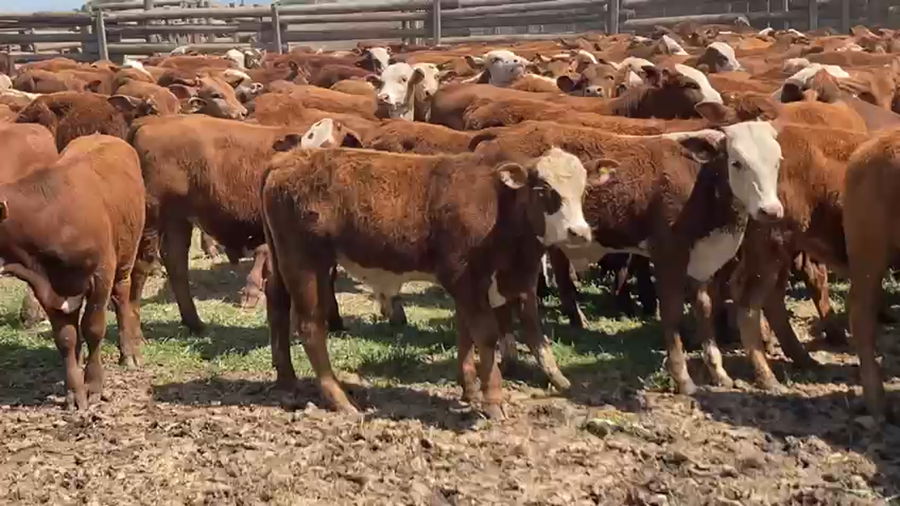 Lote 200 Terneros A TÉRMINO en Gral. San Martín, Chaco