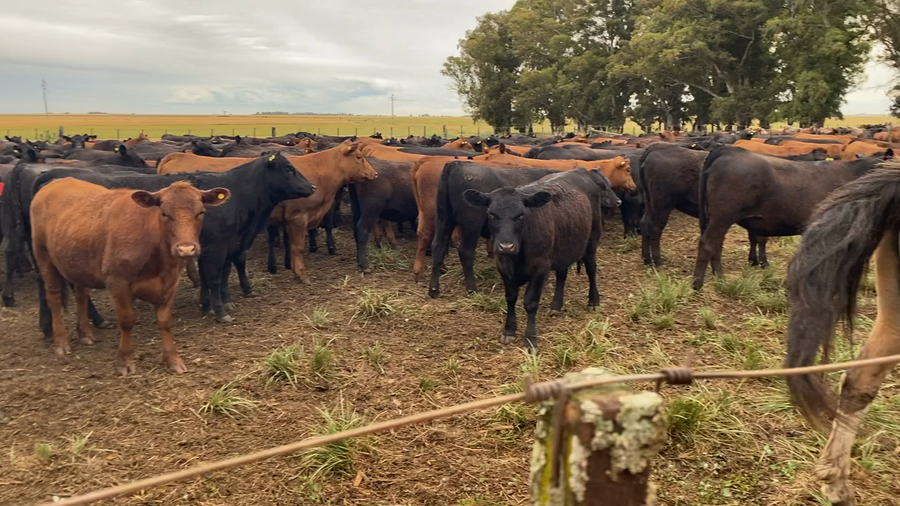 Lote 100 Vaquillonas en Tres Arroyos, Buenos Aires