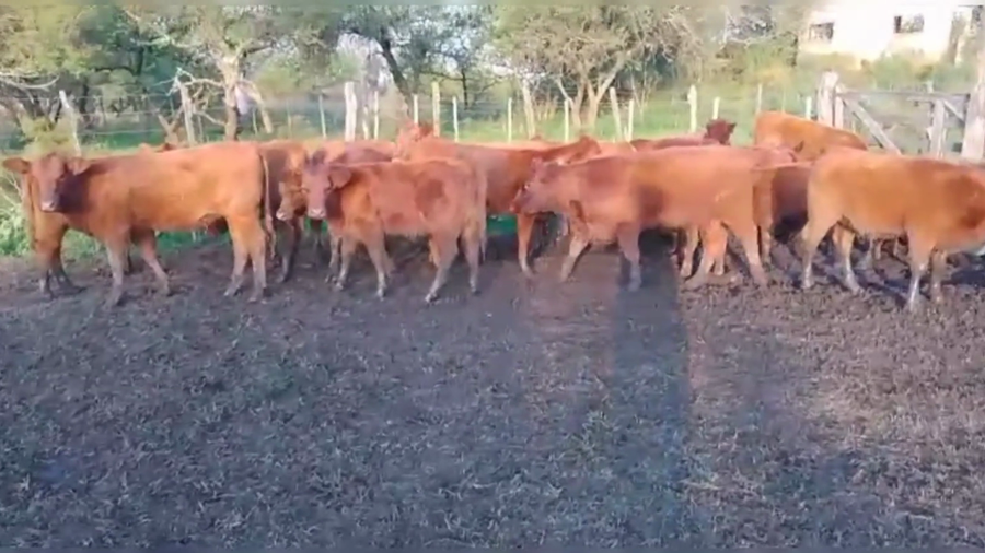 Lote 60 TERNS. HEMBRAS, IBICUY, PCIA. DE ENTRE RIOS