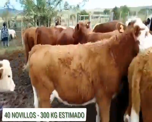 Lote 40 Novillos 1 a 2 años en Pirarajá, Lavalleja