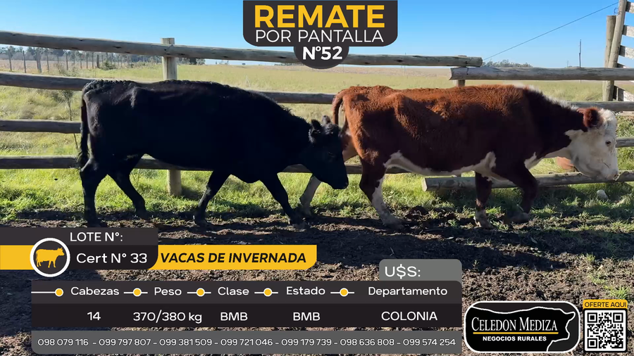 Lote 14 Vacas de Invernada en Otra Localidad, Colonia
