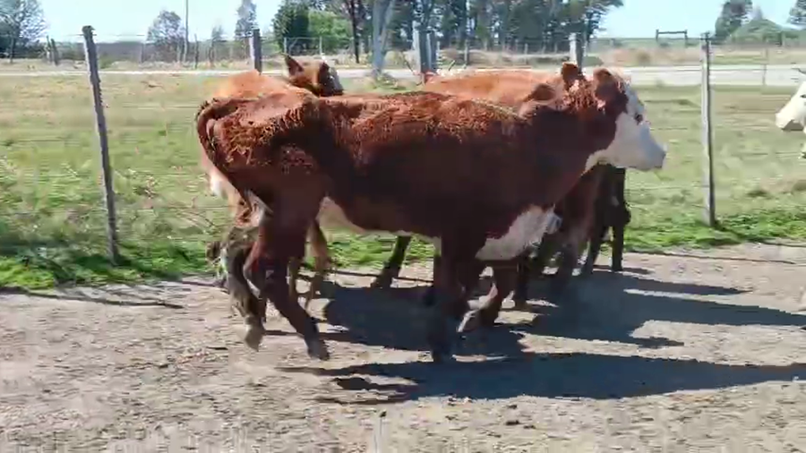 Lote 20 Piezas de cría a remate en Pantalla Aniversario - Escritorio Camy, San José