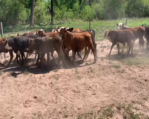 Lote 60 Terneros/as en Juan José Castelli, Chaco
