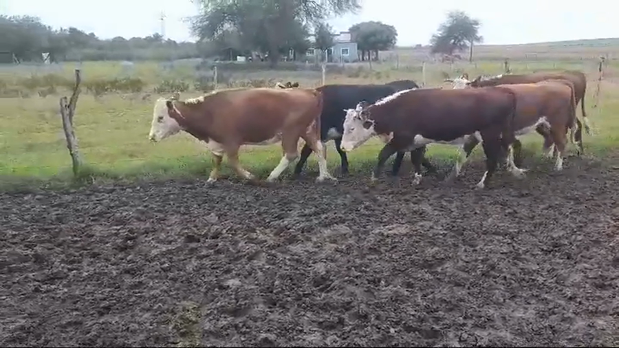 Lote 5 Vaquillonas 1 a 2 años HEREFORD/ ANGUS a remate en #44 Pantalla Carmelo 355kg -  en POLANCOS