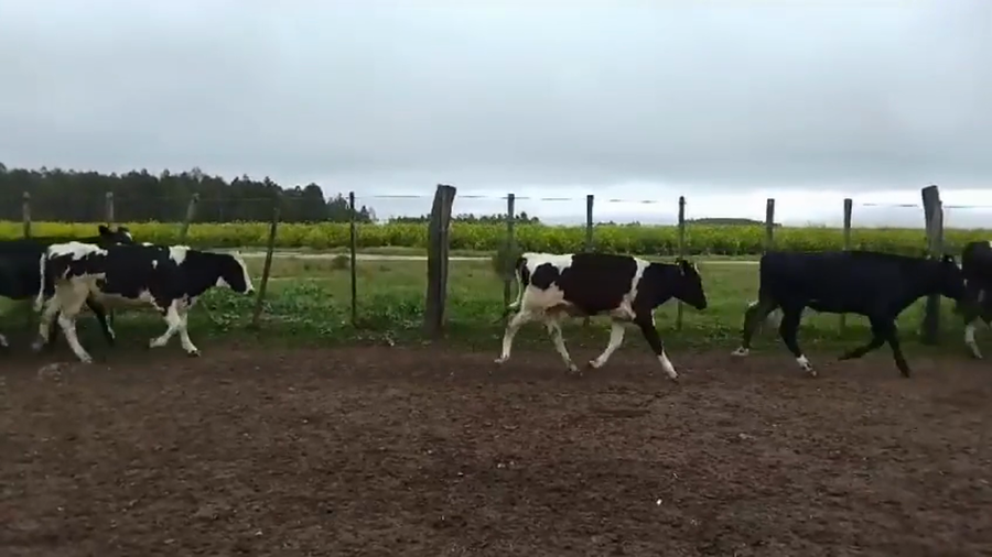 Lote (Vendido)18 Terneros Holando HOLANDO a remate en #37 Pantalla Carmelo 180kg -  en SAN SALVADOR