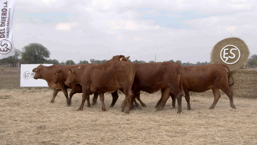 Lote Vaquillas CBO. 1 PREÑADAS