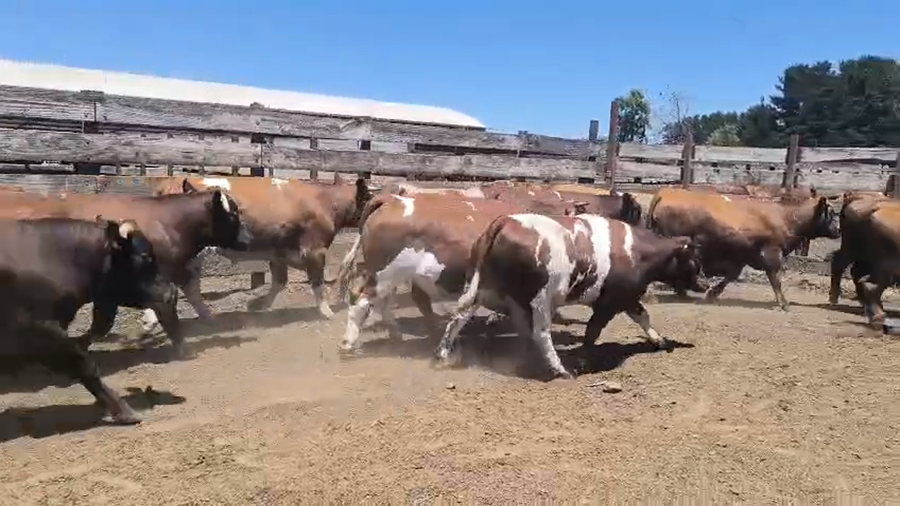 Lote 20 Novillo Gordo en Los Ángeles, VIII Región Biobío