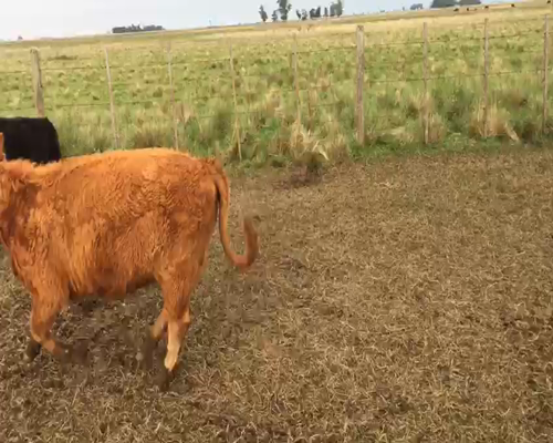 Lote 62 Terneros/as de 210/220 Kgs en Iturregui, Buenos Aires