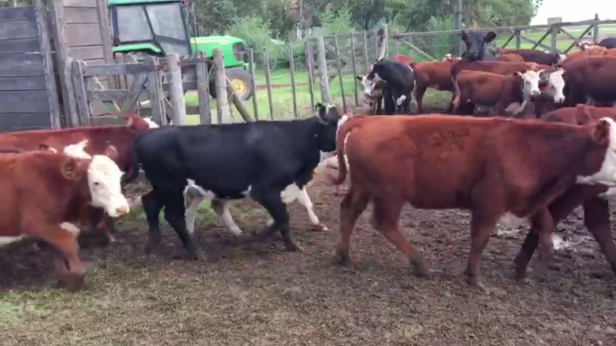 Lote 114 TERN. HEMBRAS, BOLIVAR, BS. AS.