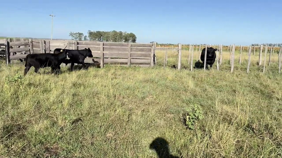 Lote TERNEROS Y TERNERAS