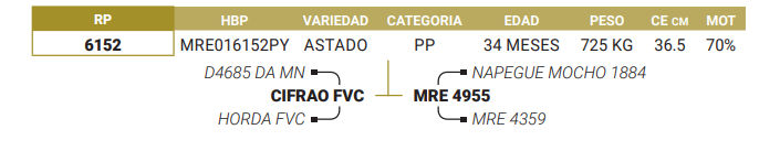 Lote LOTE 19