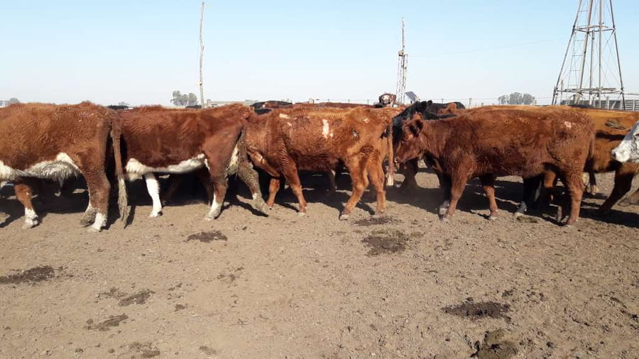 Lote 37 Vacas de invernar en Gral. Lamadrid, Buenos Aires