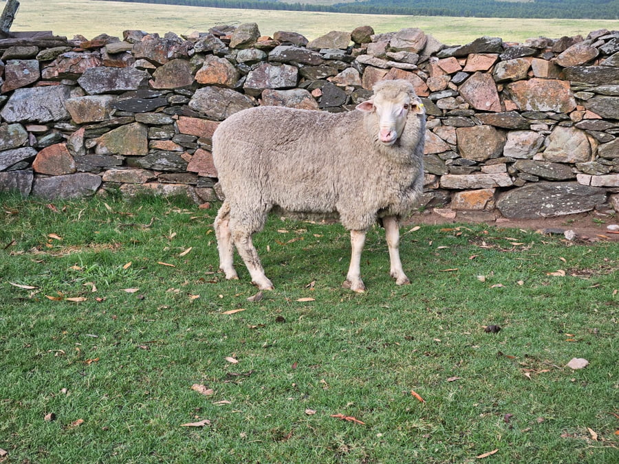 Lote (Vendido)Carneros a remate en Subasta Online - Nambi Guasu, Lavalleja